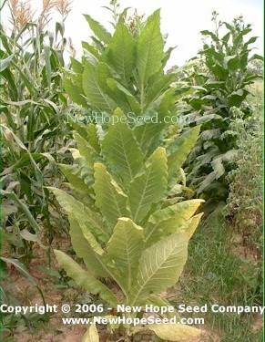 Photo of Tobacco (Nicotiana tabacum 'Harrow Velvet') uploaded by farmergrass