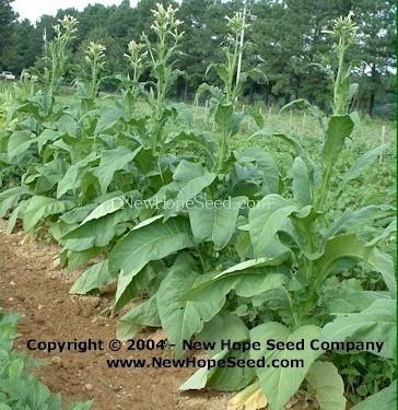 Photo of Tobacco (Nicotiana tabacum 'Yellow Orinoco') uploaded by farmergrass