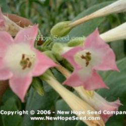 Location: Bon Aqua, TN
Date: 2006
Image used courtesy of the New Hope Seed Company