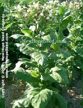 Photo of Tobacco (Nicotiana tabacum 'Sherazi') uploaded by farmergrass