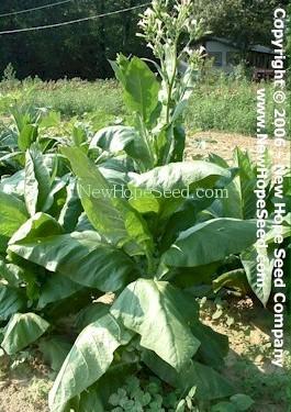 Photo of Tobacco (Nicotiana tabacum 'Wisconsin Seedleaf') uploaded by farmergrass