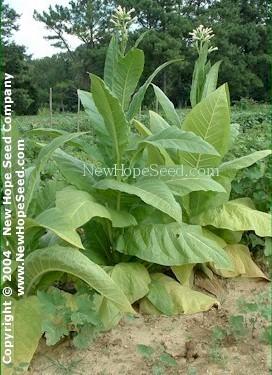 Photo of Tobacco (Nicotiana tabacum 'Yellow Twist Bud') uploaded by farmergrass