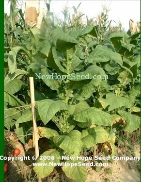 Photo of Tobacco (Nicotiana tabacum 'Virginia Bright') uploaded by farmergrass