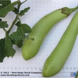 Location: Bon Aqua, TN
Date: 2011
Image used courtesy of the New Hope Seed Company