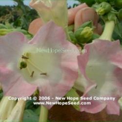 Location: Bon Aqua, TN
Date: 2006
Image used courtesy of the New Hope Seed Company