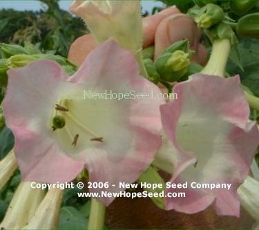 Photo of Tobacco (Nicotiana tabacum 'Southern Beauty') uploaded by farmergrass