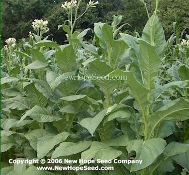Photo of Tobacco (Nicotiana tabacum 'White Mammoth') uploaded by farmergrass