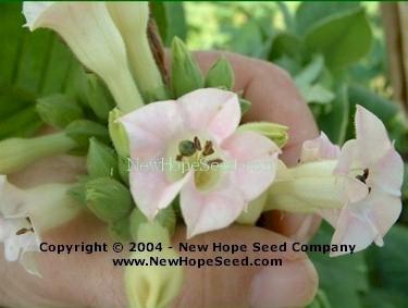 Photo of Tobacco (Nicotiana tabacum 'Yellow Pryor') uploaded by farmergrass