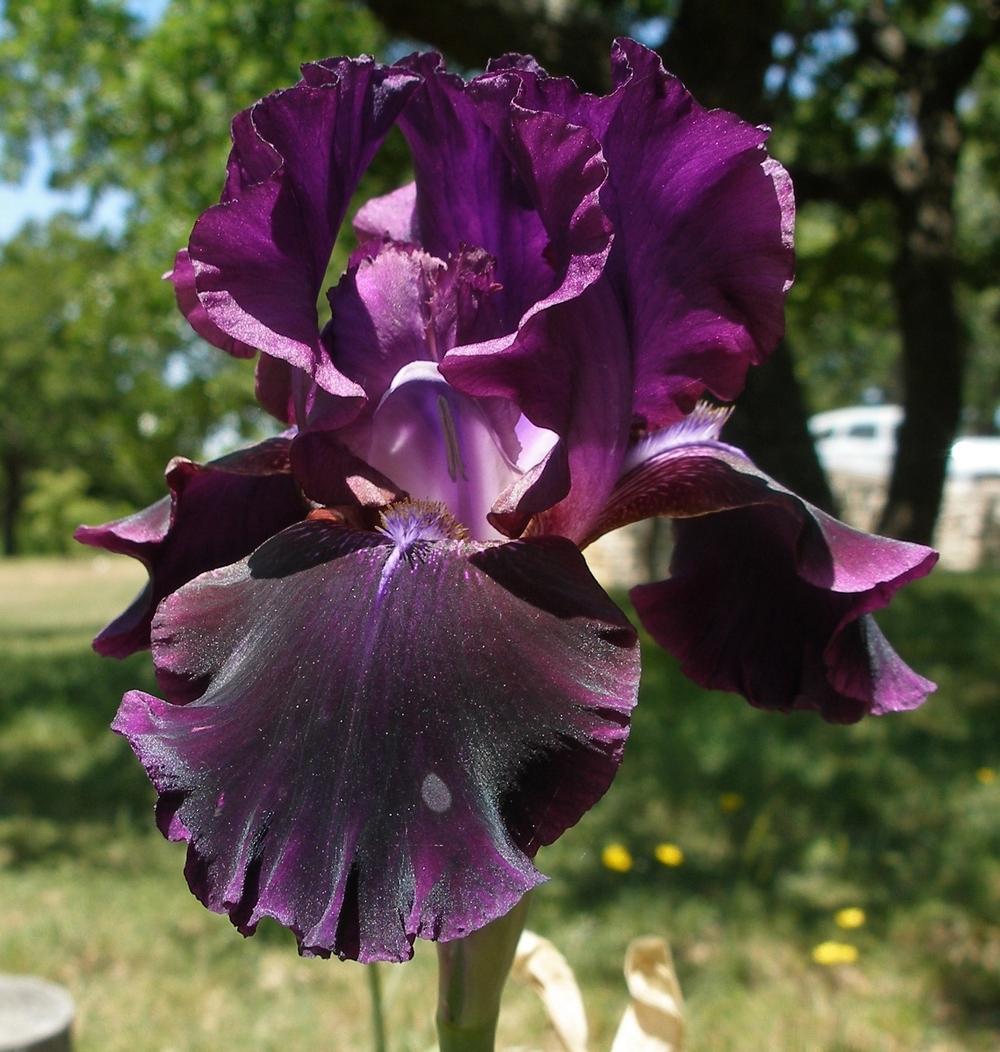 Photo of Tall Bearded Iris (Iris 'Cherry Smoke') uploaded by needrain
