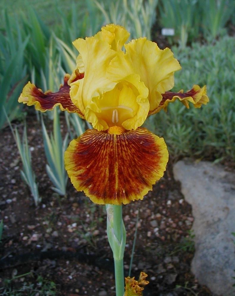 Photo of Tall Bearded Iris (Iris 'Dazzling Gold') uploaded by needrain