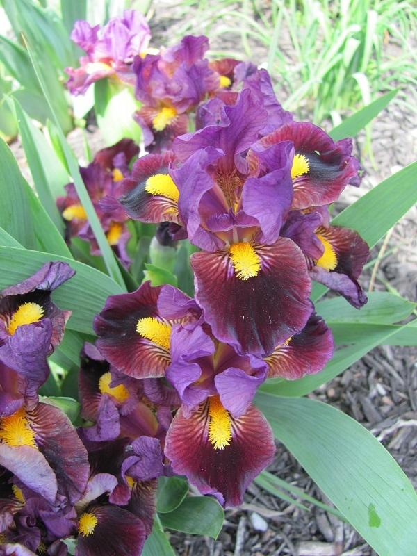 Photo of Standard Dwarf Bearded Iris (Iris 'Zap') uploaded by starwoman