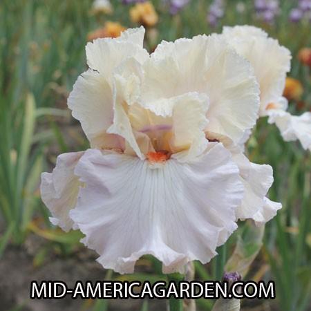 Photo of Tall Bearded Iris (Iris 'Softly Waiting') uploaded by Calif_Sue