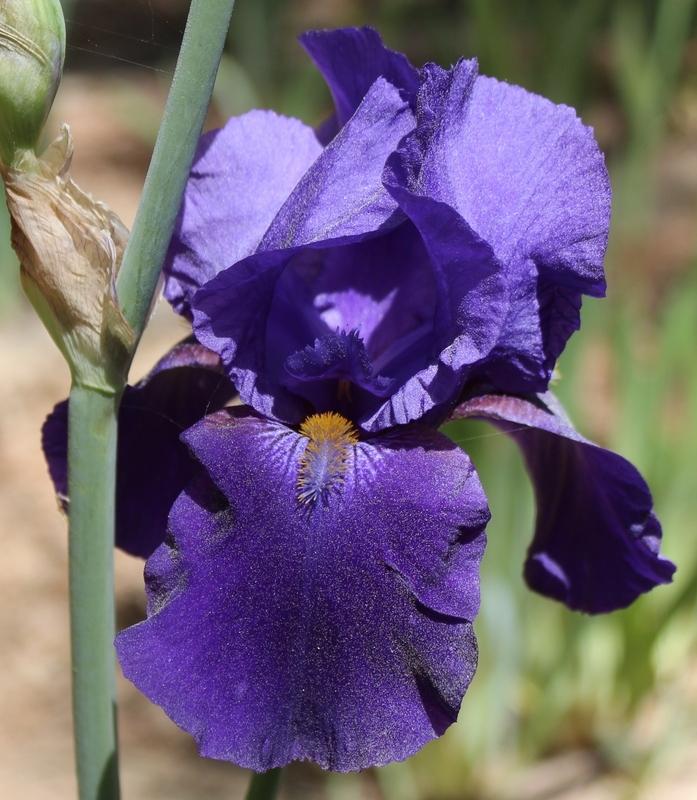 Photo of Tall Bearded Iris (Iris 'Allegiance') uploaded by Calif_Sue