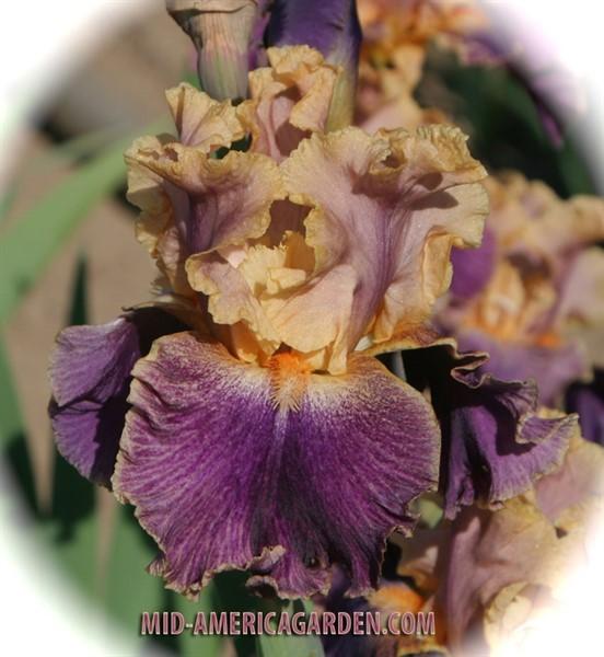 Photo of Tall Bearded Iris (Iris 'Spendthrift') uploaded by Calif_Sue