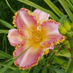 Location: Dreamy Daylilies - Chatham-Kent, Ontario   5b
Date: 2008-07-21