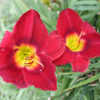 Photo Courtesy of Lewis Daylily Garden . Used with Permission