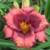  Photo Courtesy of Celestial Daylilies . Used with Permission