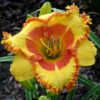  Photo Courtesy of Celestial Daylilies . Used with Permission