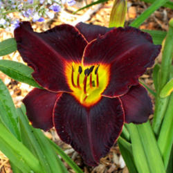 
 Photo Courtesy of Celestial Daylilies . Used with Permission
