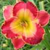  Photo Courtesy of Lewis Daylily Garden . Used with Permission
