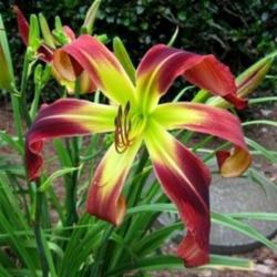 
 Photo Courtesy of Celestial Daylilies . Used with Permission