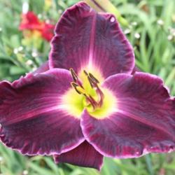
 Photo Courtesy of Lewis Daylily Garden . Used with Permission