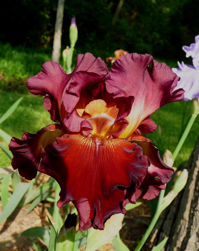 Photo of Tall Bearded Iris (Iris 'Red Hawk') uploaded by Lestv