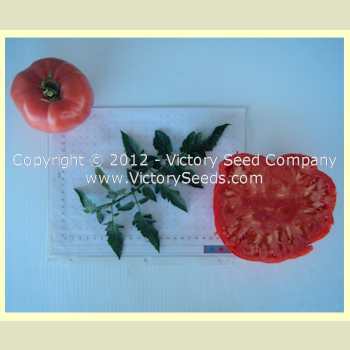Photo of Tomato (Solanum lycopersicum 'Mexico') uploaded by MikeD