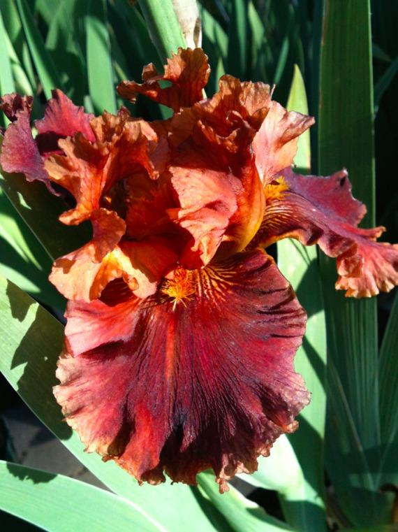 Photo of Tall Bearded Iris (Iris 'Play with Fire') uploaded by Moiris