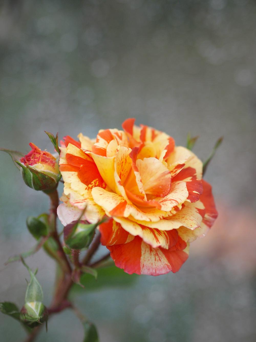 Photo of Rose (Rosa 'Oranges 'n' Lemons') uploaded by admin