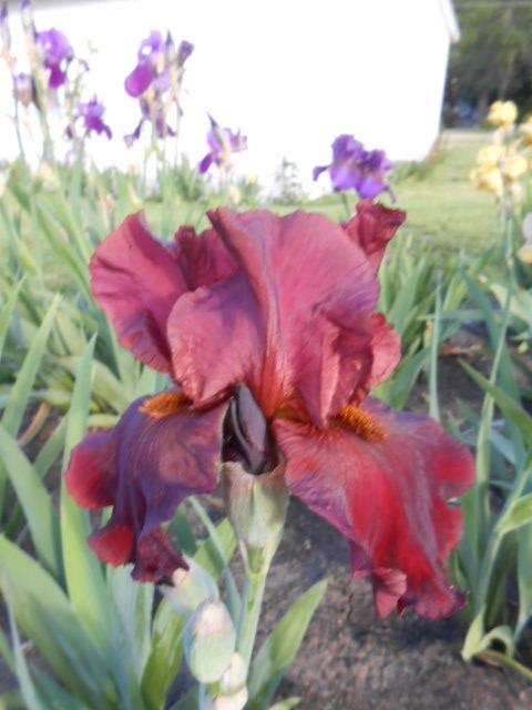 Photo of Tall Bearded Iris (Iris 'Chief Waukesha') uploaded by crowrita1