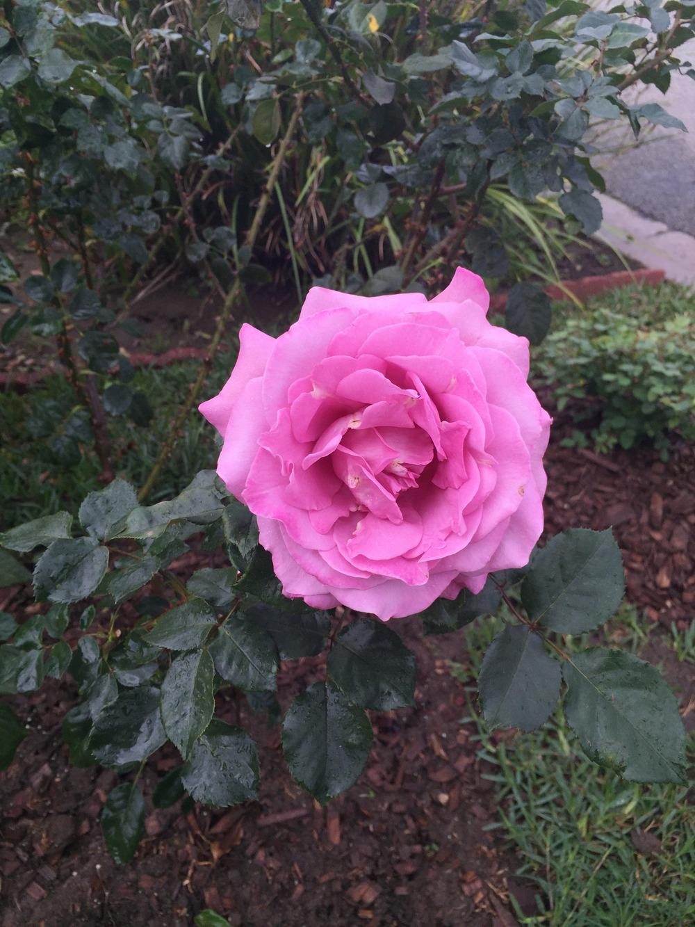 Photo of Rose (Rosa 'Tutu Mauve') uploaded by mattmackay22