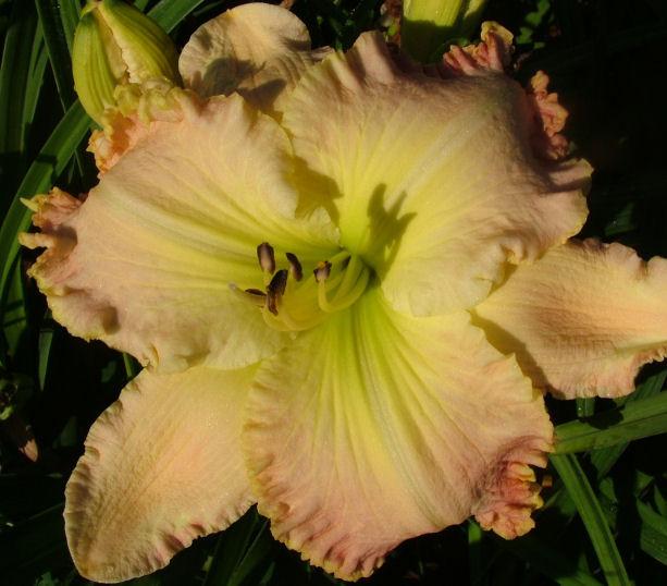 Photo of Daylily (Hemerocallis 'Lime in the Coconut') uploaded by Joy