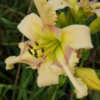  Photo Courtesy of Ladybug Daylilies . Used with Permission