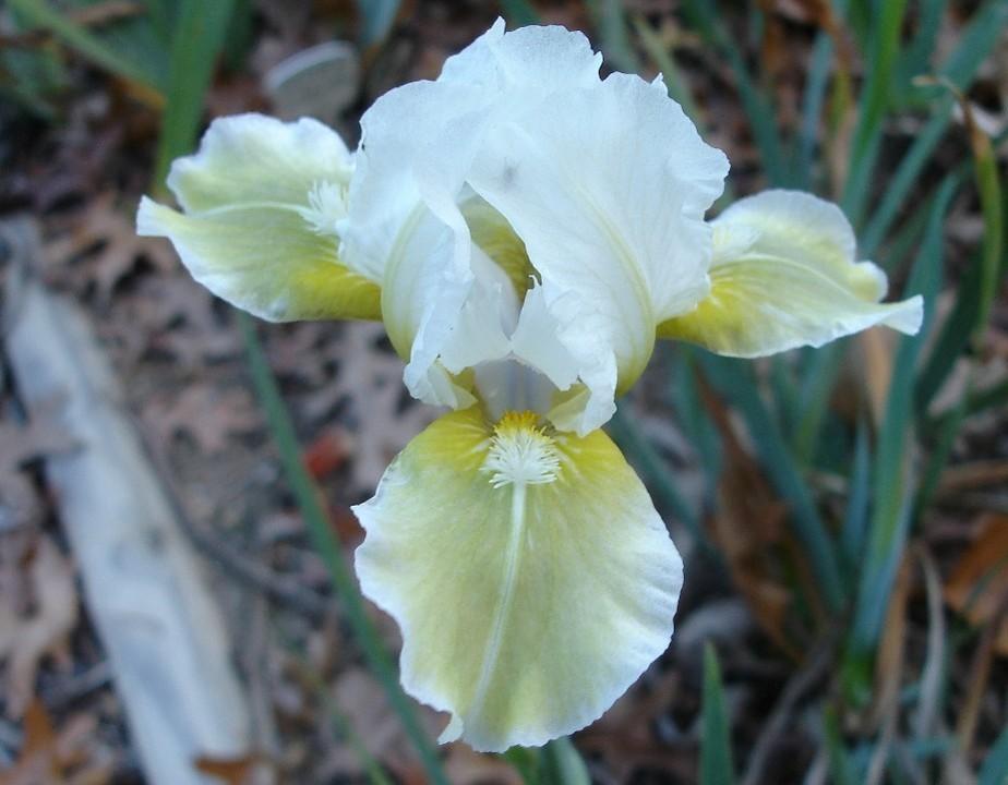 Photo of Intermediate Bearded Iris (Iris 'Sipping Chartreuse') uploaded by Misawa77