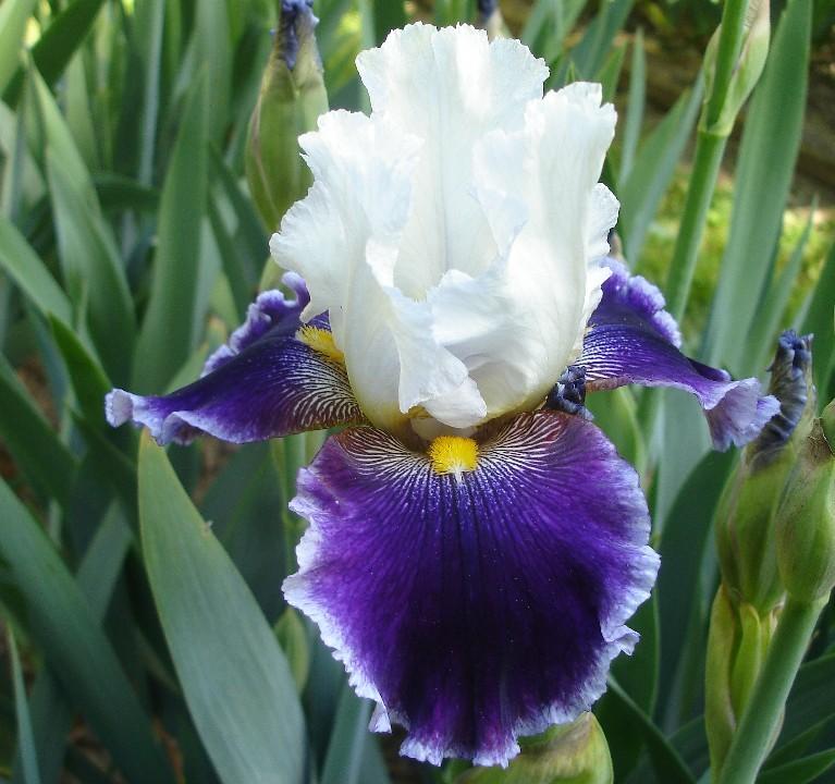 Photo of Tall Bearded Iris (Iris 'Second Violin') uploaded by Misawa77
