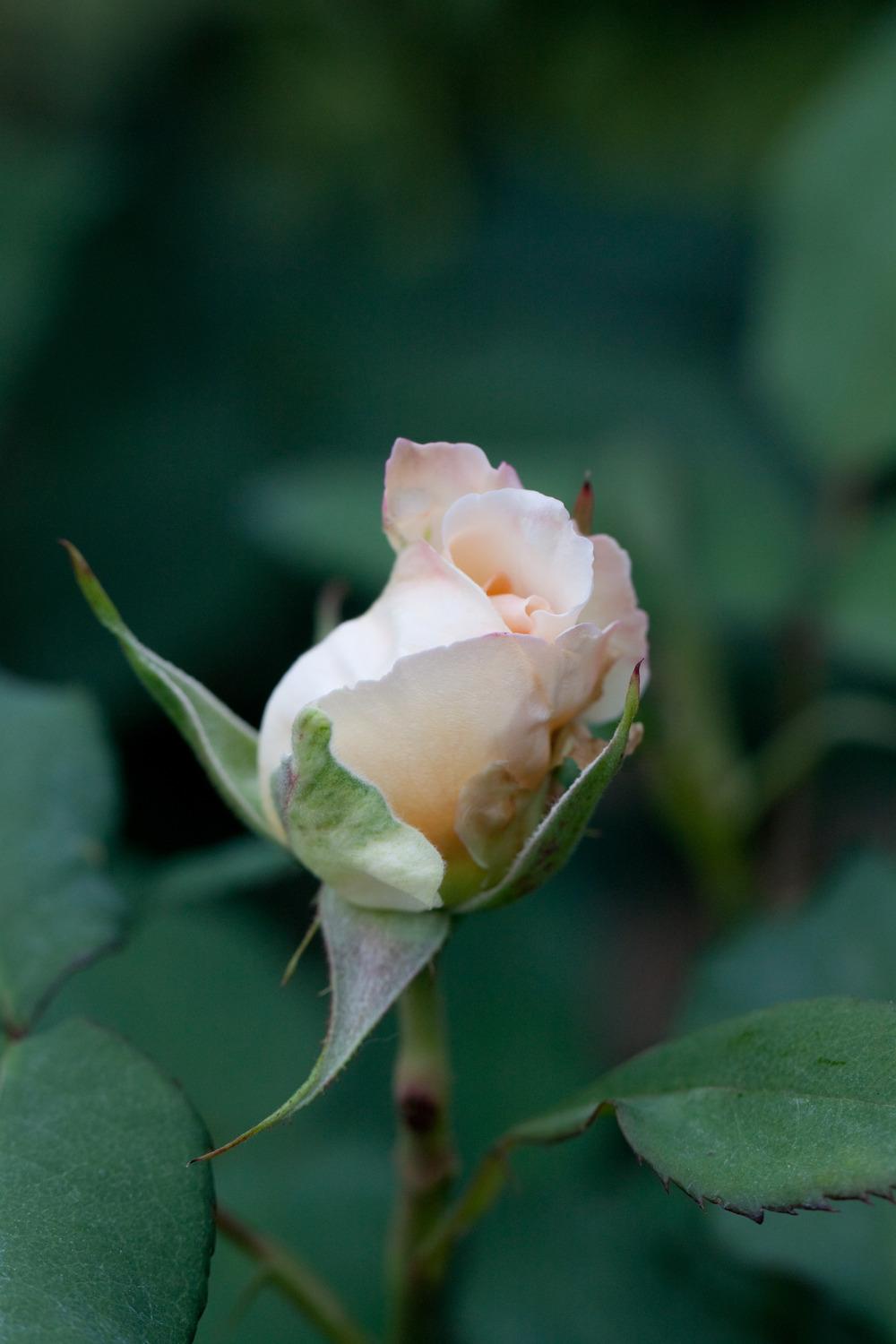 Photo of Rose (Rosa 'Apricot Nectar') uploaded by admin