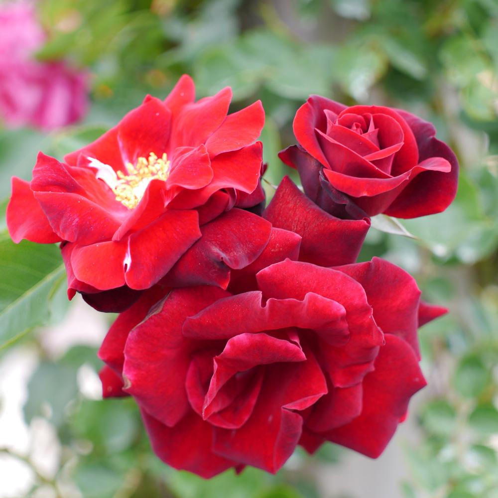 Photo of Rose (Rosa 'Red Fountain') uploaded by admin