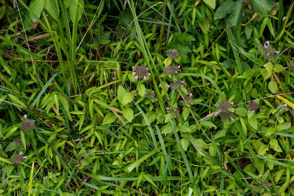 Photo of Wild Basil (Clinopodium vulgare) uploaded by admin