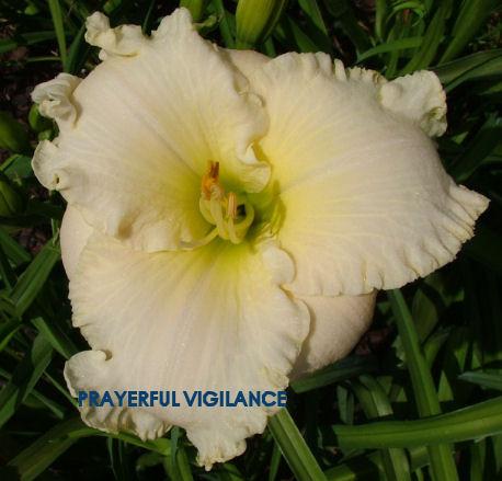 Photo of Daylily (Hemerocallis 'Prayerful Vigilance') uploaded by Joy