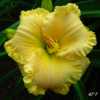 Photo Courtesy of Kennesaw Mountain Daylily Gardens. Used with Pe