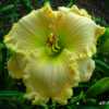 Photo Courtesy of Kennesaw Mountain Daylily Gardens. Used with Pe