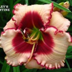 
Photo Courtesy of Kennesaw Mountain Daylily Gardens. Used with Pe