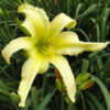 Photo Courtesy of Riverbend Daylily Garden. Used with Permission