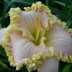 
Photo Courtesy of Kennesaw Mountain Daylily Gardens. Used with Pe