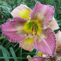 
Photo Courtesy of Riverbend Daylily Garden. Used with Permission