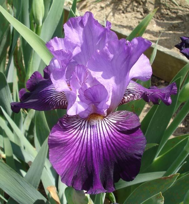 Photo of Tall Bearded Iris (Iris 'Hypnotist') uploaded by Misawa77