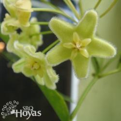 Location: SRQHoyas
Date: 2015-02-09
Hoya chlorantha var. tuituilensis SRQ 3071