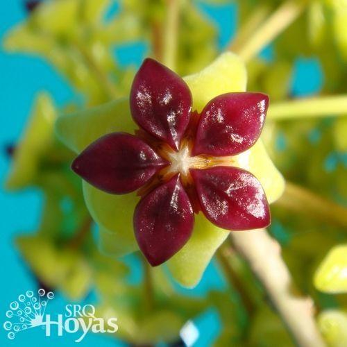 Photo of Wax Plant (Hoya cinnamomifolia) uploaded by SRQHoyas