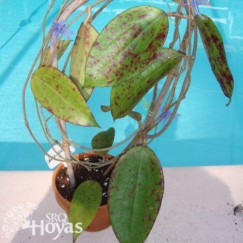 Photo of Wax Plant (Hoya cinnamomifolia) uploaded by SRQHoyas